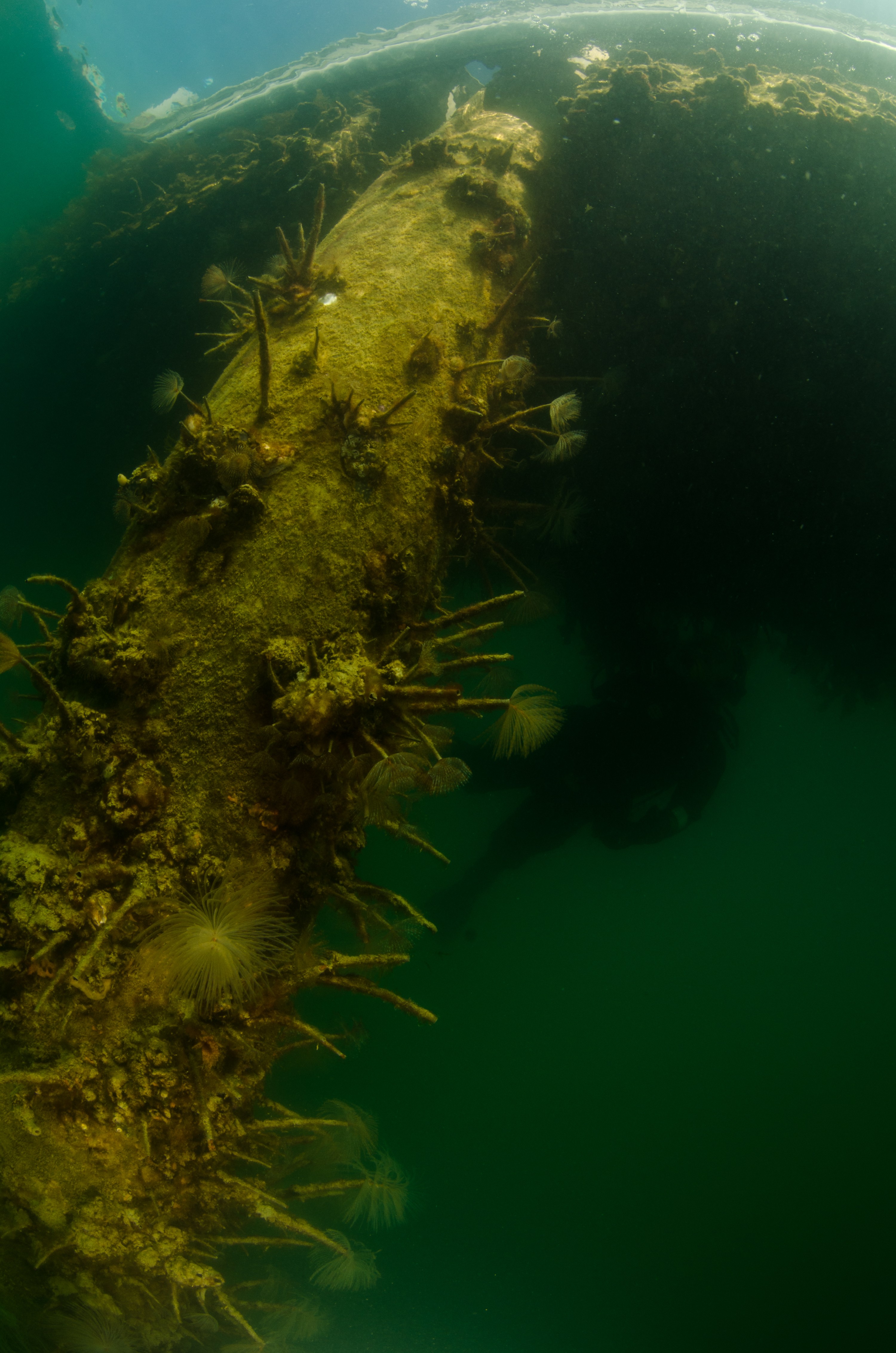 DSC_3008 – Mediterranean, fanworm, Sabella, spallanzanii, marine, pest, Auckland, underwater, crispin, nz, new, zealand, new zealand, fan, worm, marine, pest, invasive, Biosecurity